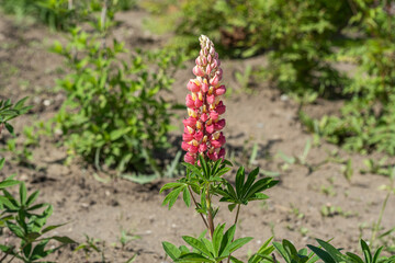 Pink lupine flower, Lupinus polyphyllus, closeup on green blurred background.