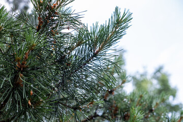 Pine branch with needles and raindrops in closeup. Summer background.