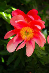 Blooming paeonia flowers in a peaceful Japanese garden.