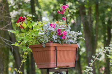 Terracotta Planter Overflowing with Pink Roses in Lush Woodland Garden