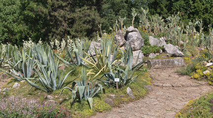 Sunlit Agave and Cacti Rock Garden Path in a Botanical Park Landscape