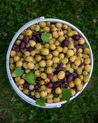 Golden gooseberry in a white round container, top view. Summer diet of fresh organic fruits....