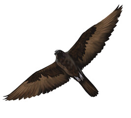 Fototapeta premium Illustration of Black Falcon, a slender Australian bird of prey with dark plumage, known for its fast, agile flight and hunting.