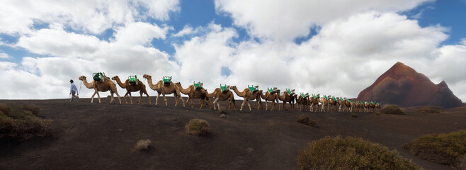 Panoramic view of a long camel caravan in Timanfaya National Park, Lanzarote. Travel Concept