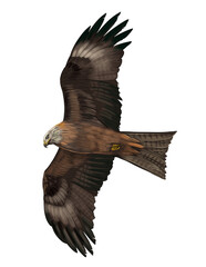 Illustration of Black Kite, a medium-sized raptor with dark brown feathers, known for soaring flight and adaptability across regions.

