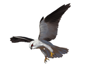 Illustration of Black-shouldered Kite, a small white and grey raptor with distinctive black wing patches, known for hovering hunting behavior.

