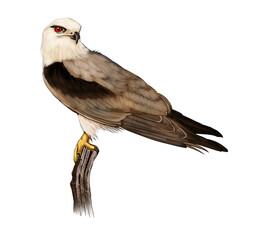 Illustration of Black-shouldered Kite, a small white and grey raptor with distinctive black wing patches, known for hovering hunting behavior.

