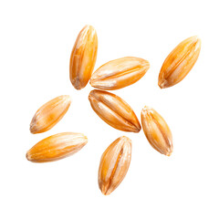 Close-up of golden brown barley grains isolated against a black background
