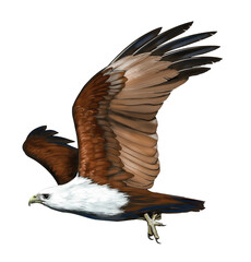 Illustration of Brahminy Kite, a majestic raptor with white head and chestnut body, often seen soaring over coasts and estuaries.