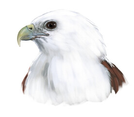 Fototapeta premium Illustration of Brahminy Kite, a majestic raptor with white head and chestnut body, often seen soaring over coasts and estuaries.