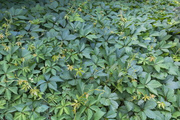 Dense Wild Ivy Groundcover Blanket in Woodland Understory