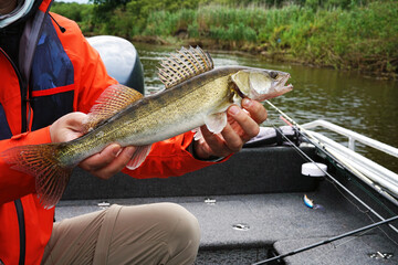 Freshwater zander fish know as sander lucioperca just taken from the water in the fisherman hands