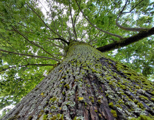 Upward perspective of an ancient tree, showcasing rough bark and lush forest growth.