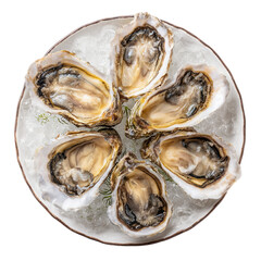 Raw oysters on ice, delicacy dish top view, clipart sticker