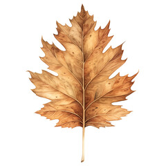 Single withered autumn leaf in brown isolated. Fall season concept for harvest and Thanksgiving day designs. Element on transparent background.