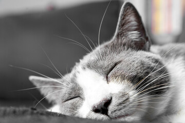 grey and white cat portrait. Muzzle of a gray fluffy cat close up lying on the couch or sofa or...