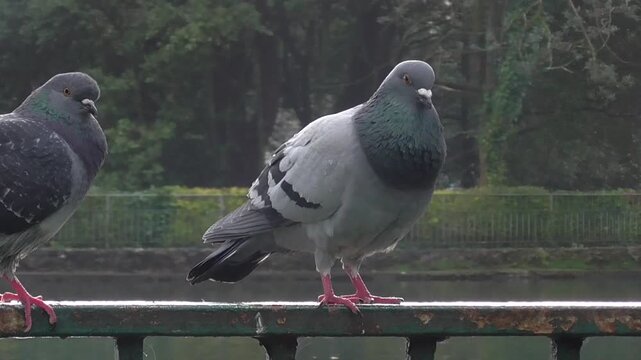 Feral Pigeons (Columba livia domestica) Perched on a Fence in a Park in the Rain