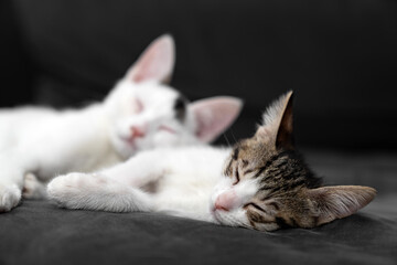 Two adorable kittens cuddling and sleeping peacefully on a soft black blanket, symbolizing love,...