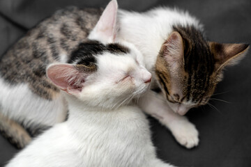 Two adorable kittens cuddling and sleeping peacefully on a soft black blanket, symbolizing love,...