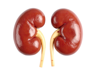 Realistic human kidneys isolated on transparent background