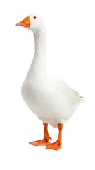 White domestic goose standing on transparent background