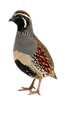 Fototapeta premium Coppery-throated mountain quail standing on transparent background