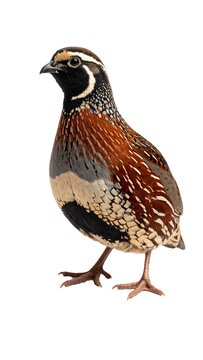 What was the Bird the Israelites Ate in the Desert: Revealed Truth