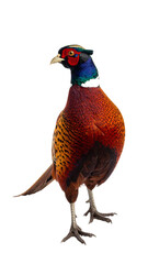 Common pheasant standing with transparent background