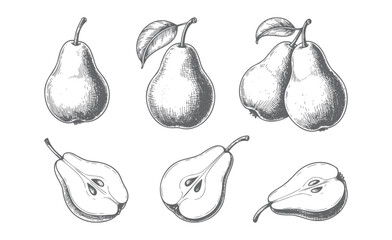 Vintage hand-drawn pear illustration with fruit, slices and leaves vector. Engraved botanical pear sketches. 