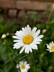 Fototapeta premium daisies in a garden