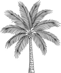 Palm tree with long fronds and textured trunk, hand-drawn style