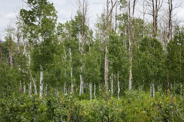 Fototapeta premium Vibrant wild grass fills the foreground, leading to a dense, wooded backdrop that adds depth and natural serenity to the scene.