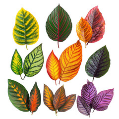 Fototapeta premium Collection of colorful leaves isolated on transparent background