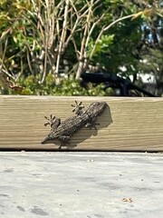 Lizard with missing tail