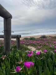 flowers on the beach