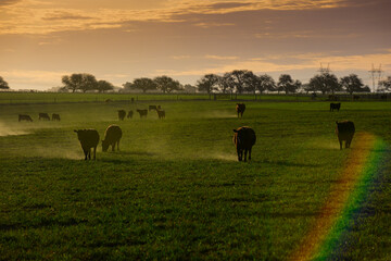 Cattle herd grazing in the field at sunset, in the Pampas plain, Patagonia, Argentina