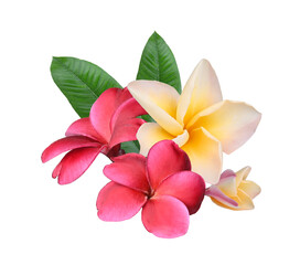 Plumeria, frangipani flowers ;red;yellow hawai flower isolated on transparent..