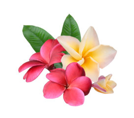 Plumeria, frangipani flowers ;red;yellow hawai flower isolated on transparent..