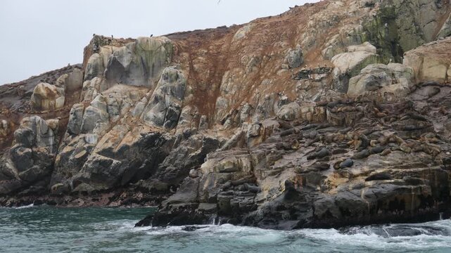 Sea lions colony on Islas Palomino, the island in Pacific ocean in Peru, South America. Marine inhabitants, big wild maritime animals sea lions and birds on island seen from tourist boat wild nature