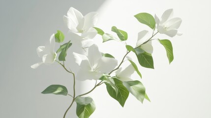 Obraz premium Delicate white flowers and leaves in soft light