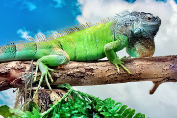 A big iguana lizard sitting on a tree.
