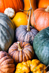 Pumpkins in assorted colors and sizes fill the frame in detailed fall close-up. Autumn vegetable...