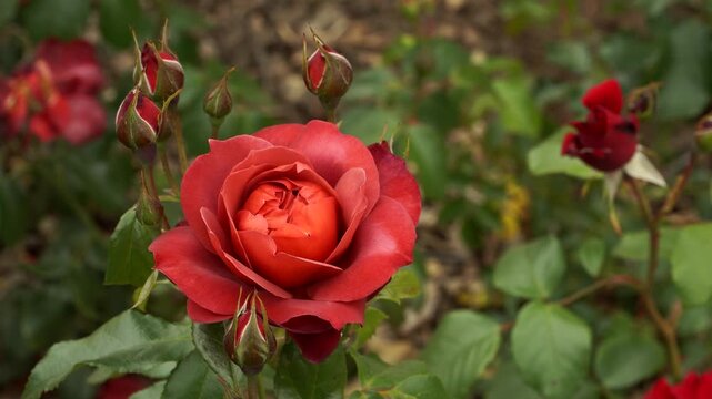 The floribunda rose variety 'Hot Chocolate' reveals rich russet-red double blooms with copper undertones, clustered on bushy stems with glossy foliage in summer light.