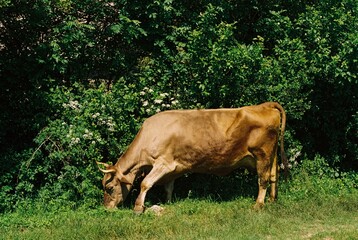A cow eating grass
