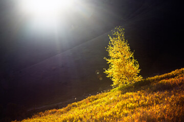 Lonely yellow birch tree glowing by bright setting sun in autumn mountains. Dried orange wild...
