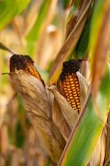 Ripe Corn Cobs on the Plant in a Field Close-up