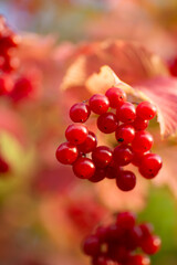 Red Berries on Branch with Autumn Leaves