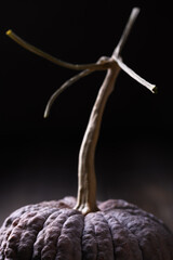 Heirloom Black Futsu squash with ribbed skin placed on dark background. Organic fall produce...
