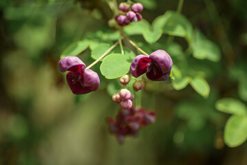 Akebia quinata dark-purple flowers with unfocused background. Close-up.