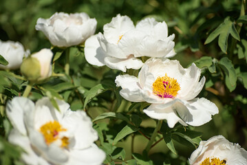 Fototapeta premium Close-up view of a blooming white peony flower Paeonia suffruticosa in a spring garden